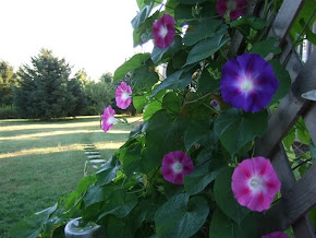 My Morning Glories