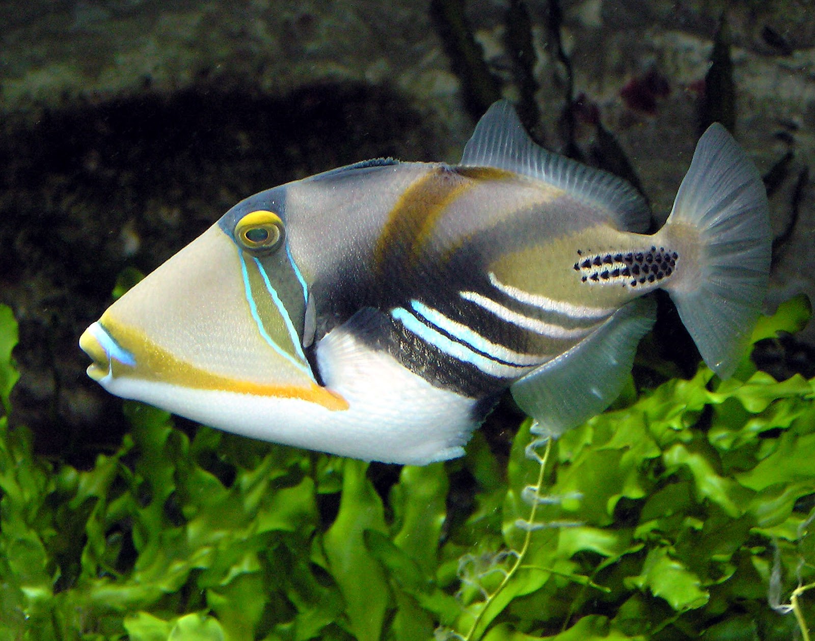 Real Monstrosities Triggerfish