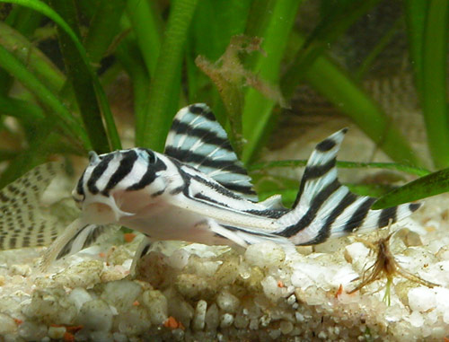 pez zebra