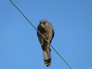 Kestrel (Falco tinnunculus)