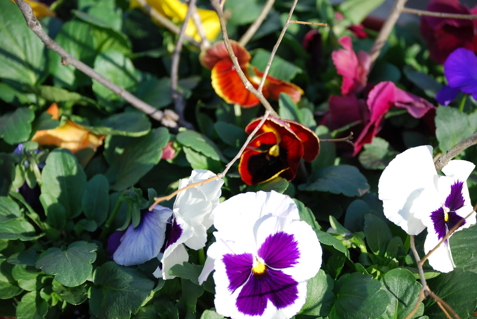 When To Plant Flowers in Michigan? (2023)