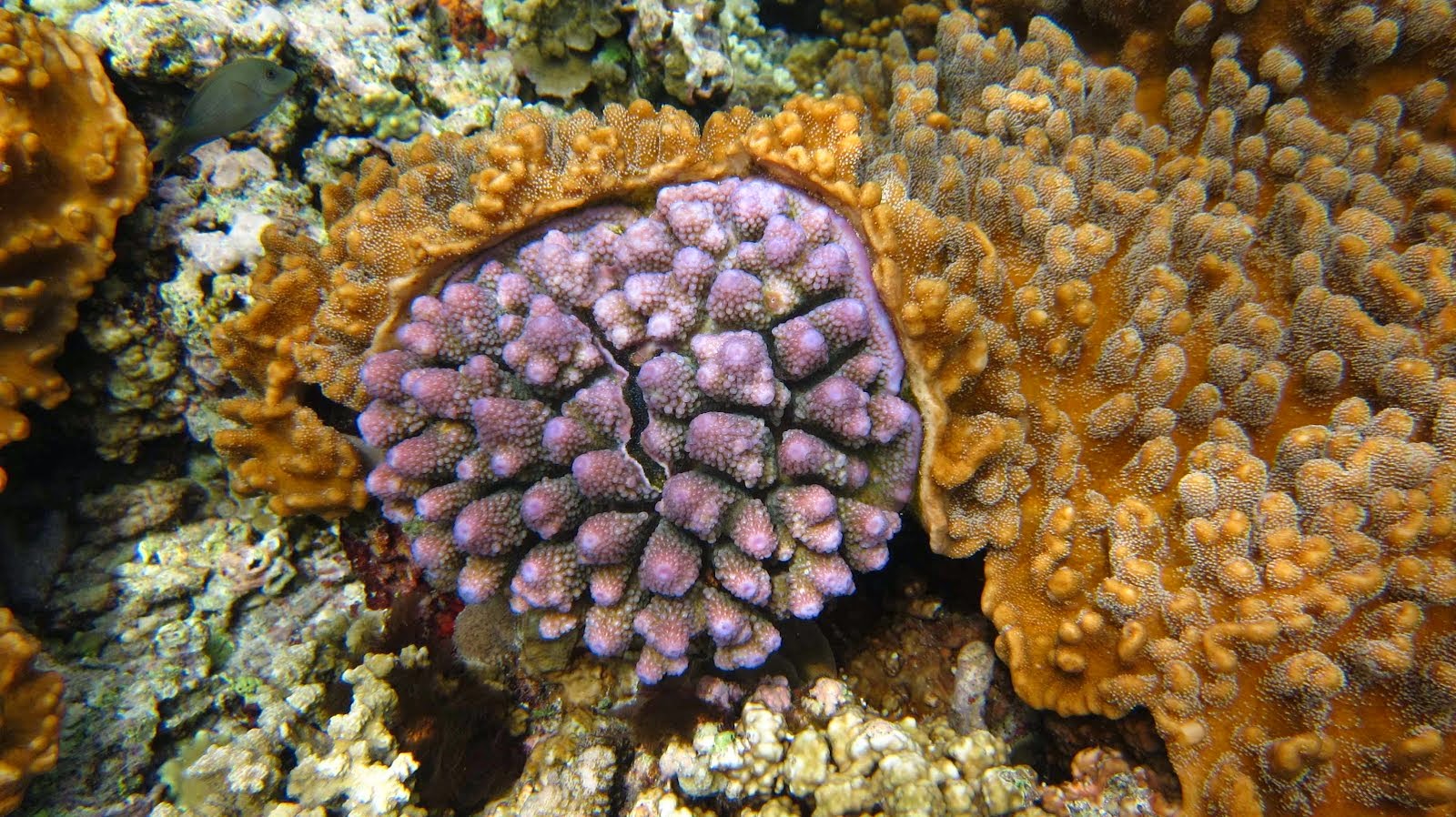 Grande variété de corail