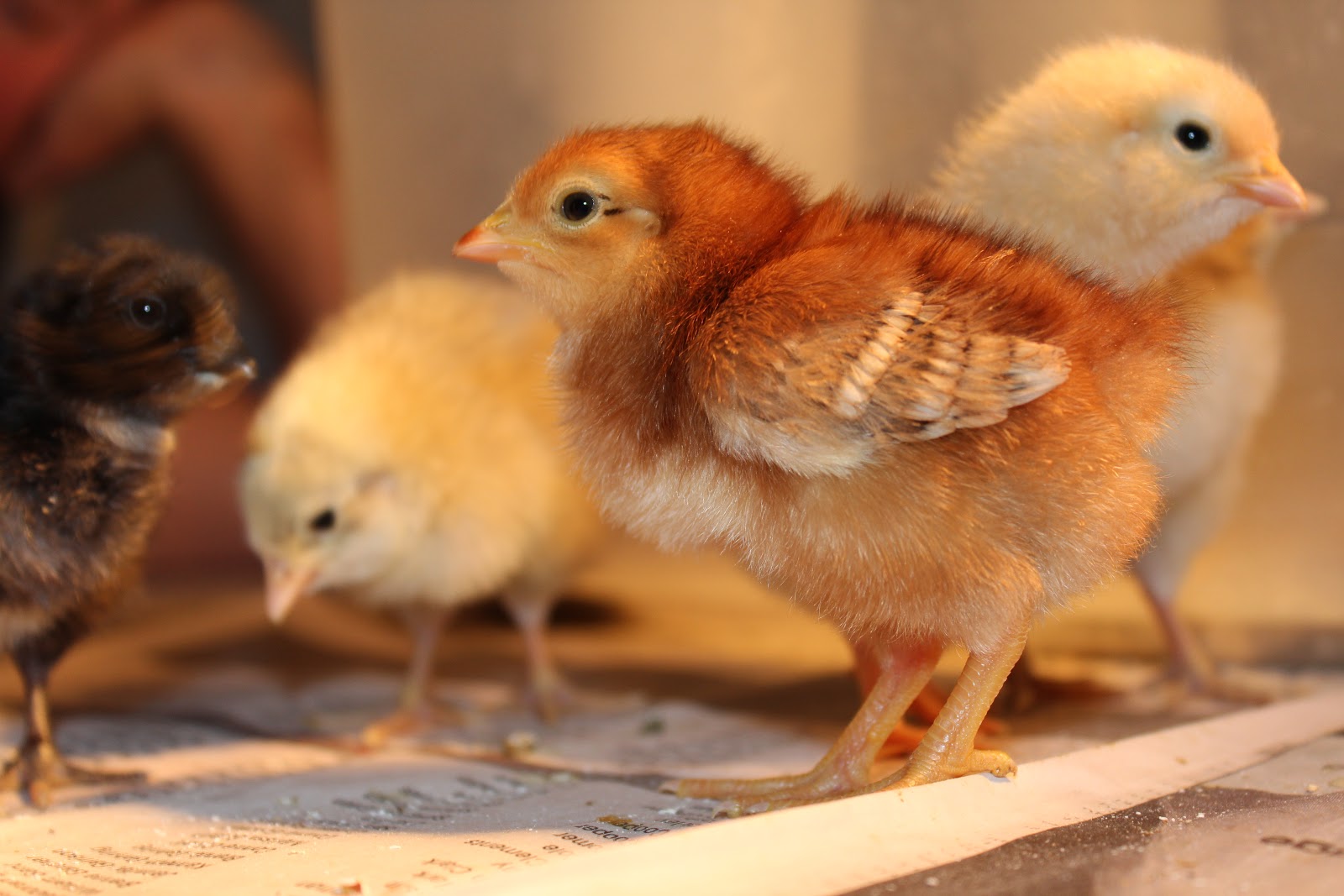 Farming PharmD Easter Egger Chicks