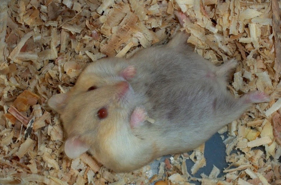 PuRpLe viOLet characteristics of pregnant hamster