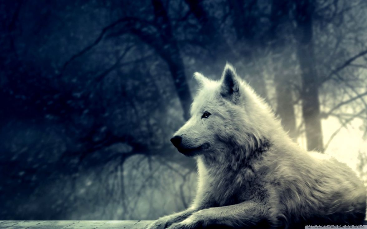 White Wolf Painting HD desktop wallpaper Widescreen High White Wolf Painting HD desktop wallpaper Widescreen High