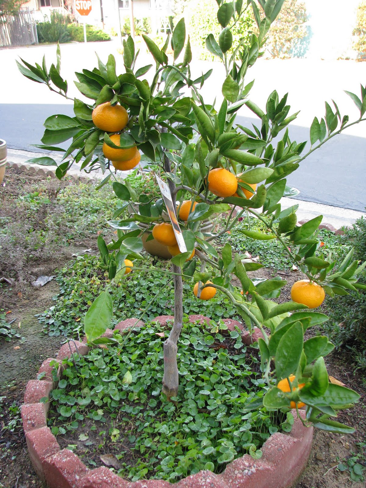 Winton Families & More November Mandarins