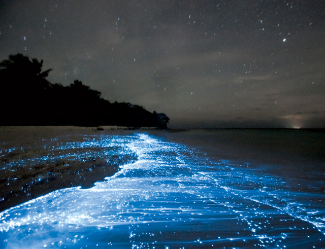[Image: bioluminescent-waves-1.jpg]