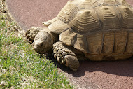 My 50 lb Tortoise
