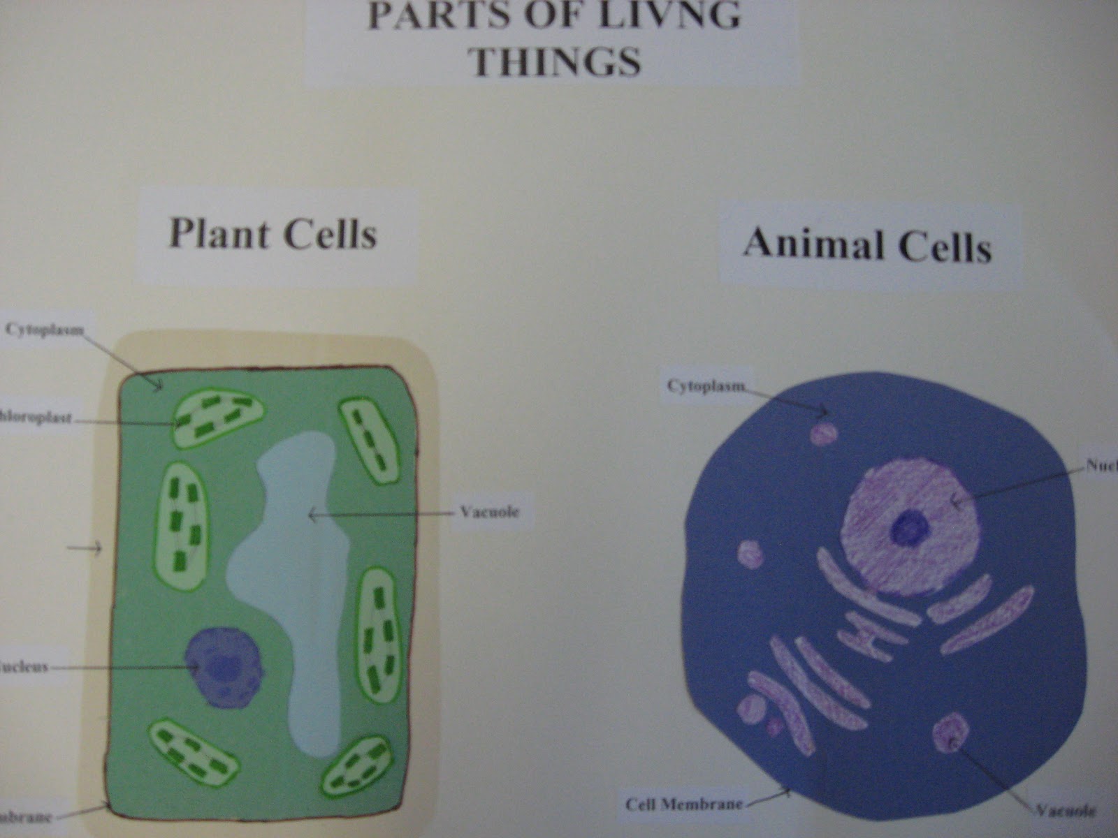 Third Grade Smarties!: Animal and Plant Cells