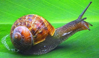 negócios de caracóis