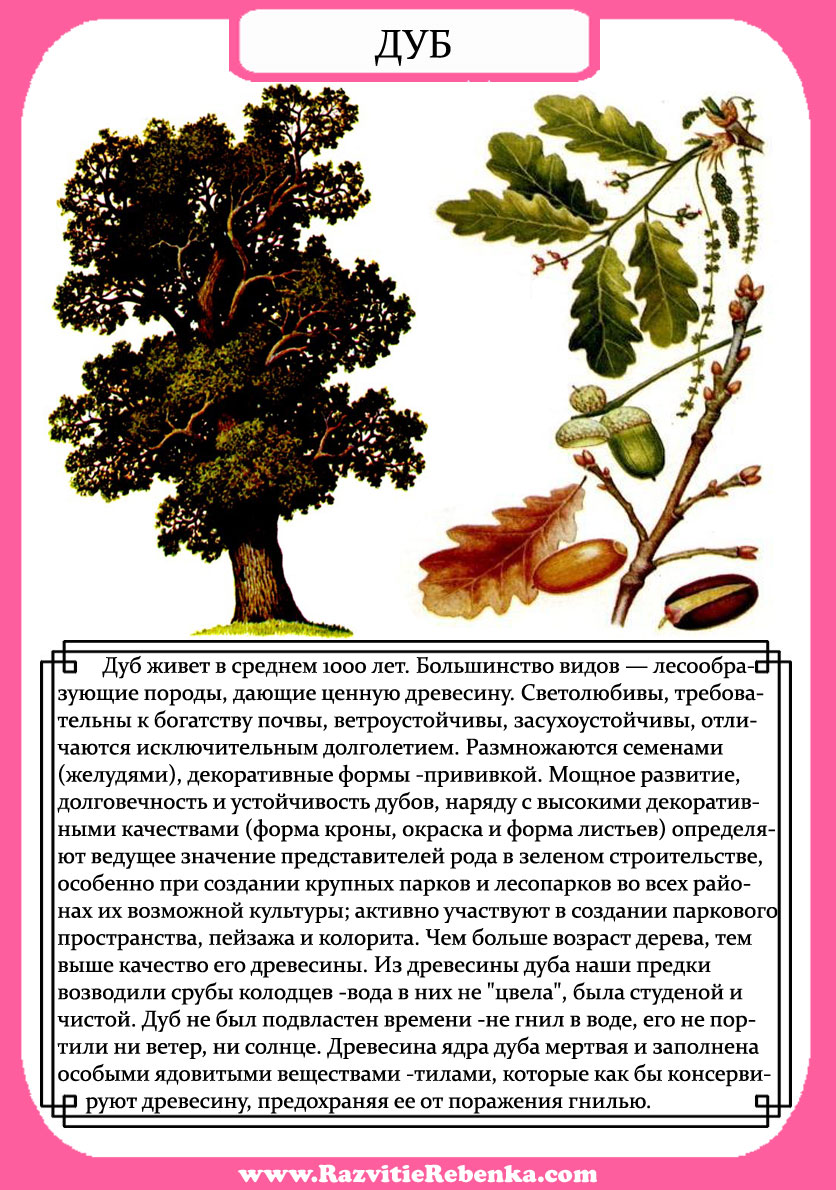 Дуб описание для гербария