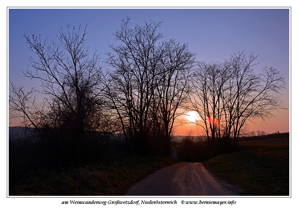 Wildbienen Museum Niederosterreich