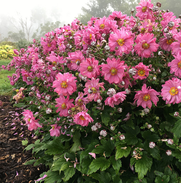 Three Dogs In A Garden