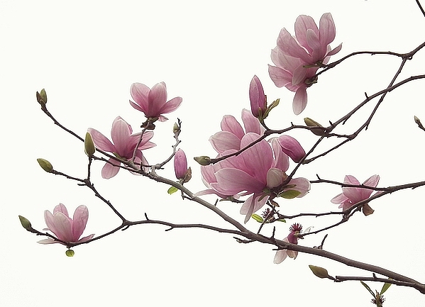  辛夷是指木蘭屬Magnolia花蕾的通稱，並非特指某一種。