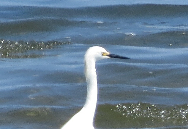 Snowy Egret - Jamaica Bay, New York