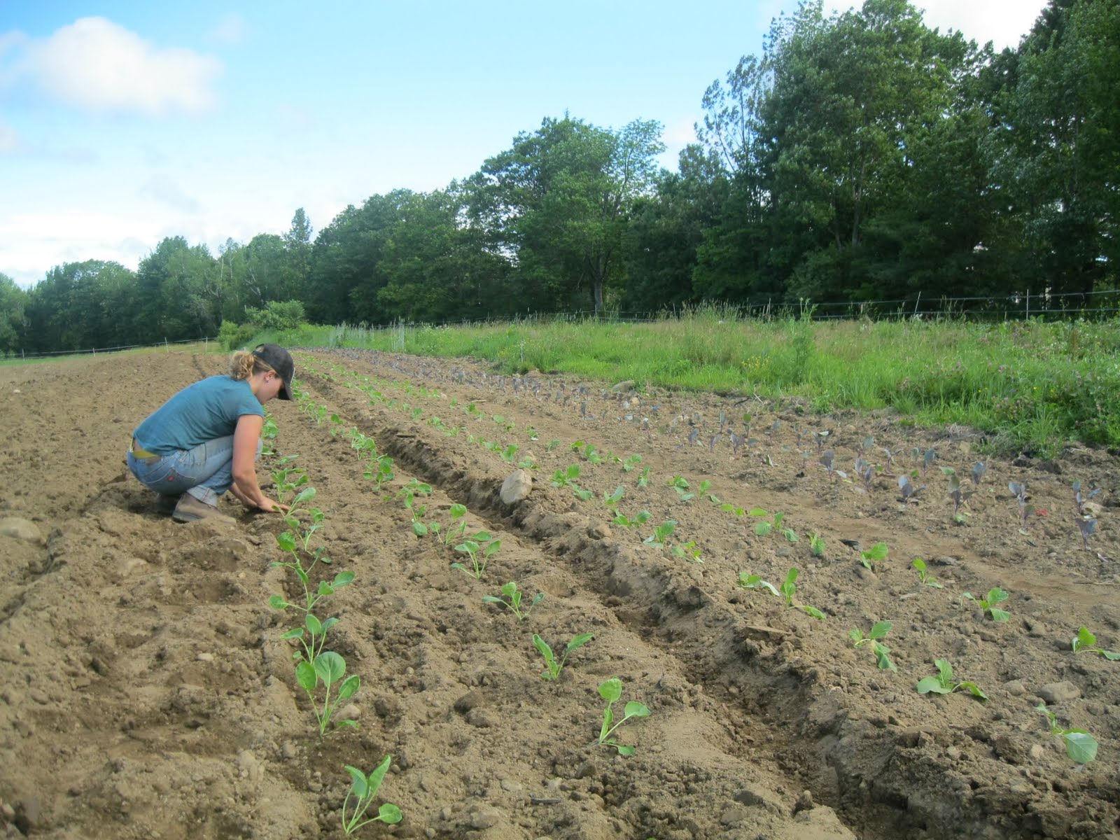 black kettle farm The Farm
