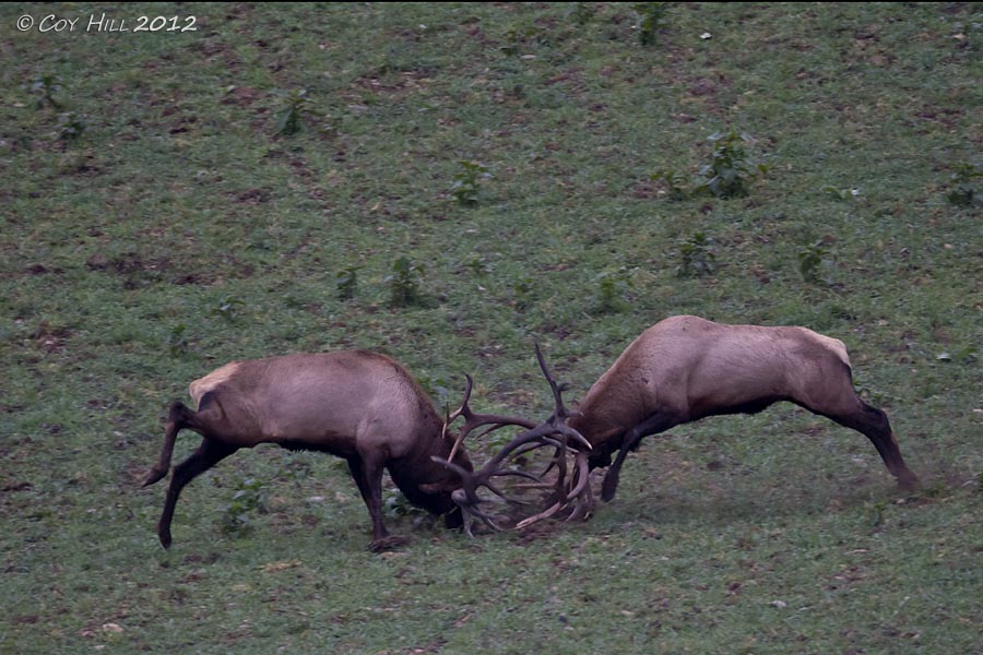 Country Captures The Battle of the Titans Pennsylvania Elk Fight