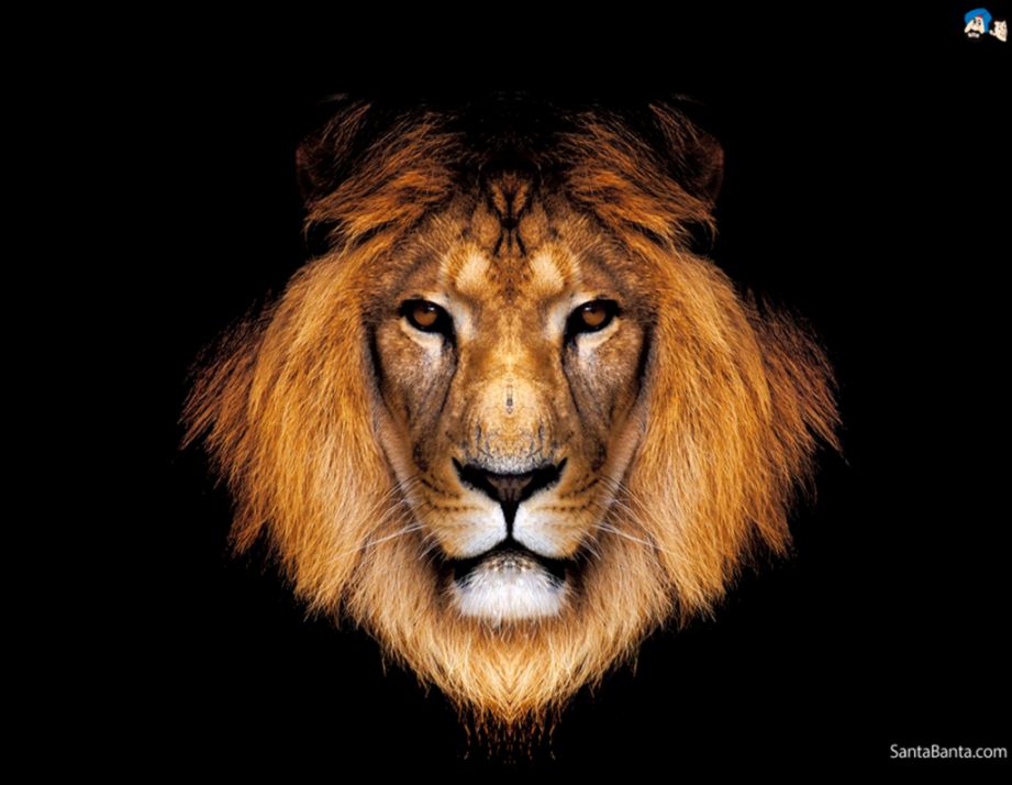 Lions Wallpaper 36 Lions Wallpaper 36