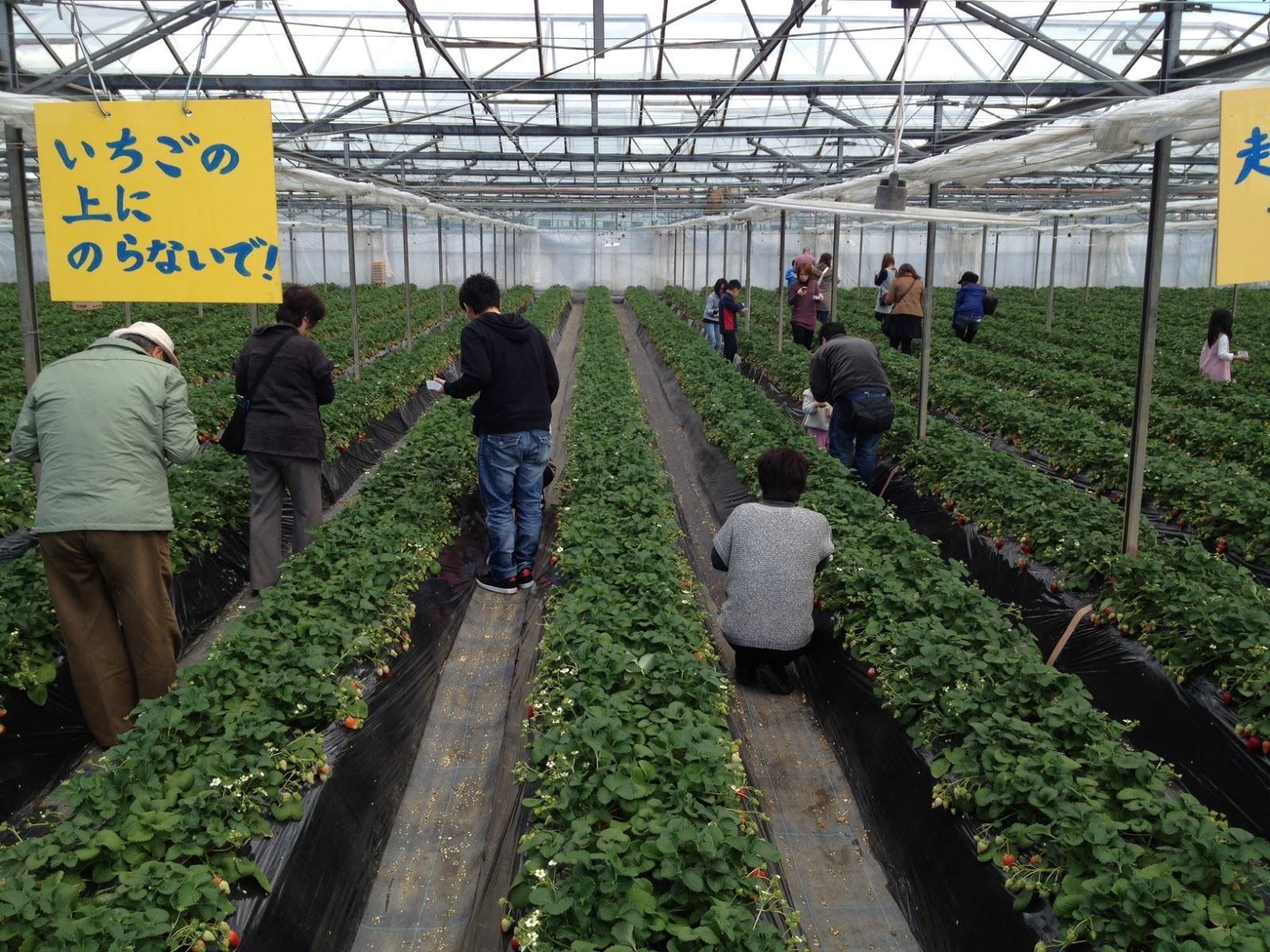 Marketing Japan Strawberry Picking Near Tokyo Take a Pictorial