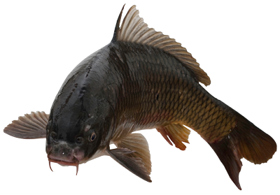 http://3.bp.blogspot.com/-lh1ZMP57jpg/UnxXIqN2I-I/AAAAAAAADF0/COGcP-OSAPg/s400/Fish_Common_Carp_Fish-Cyprinus_Carpio,_Morphological_Character_Of_Common_Carp_Fish.png