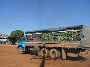 TRAIRÃO É O MAIOR PRODUTOR E EXPORTADOR DE BANANAS DO TAPAJÓS