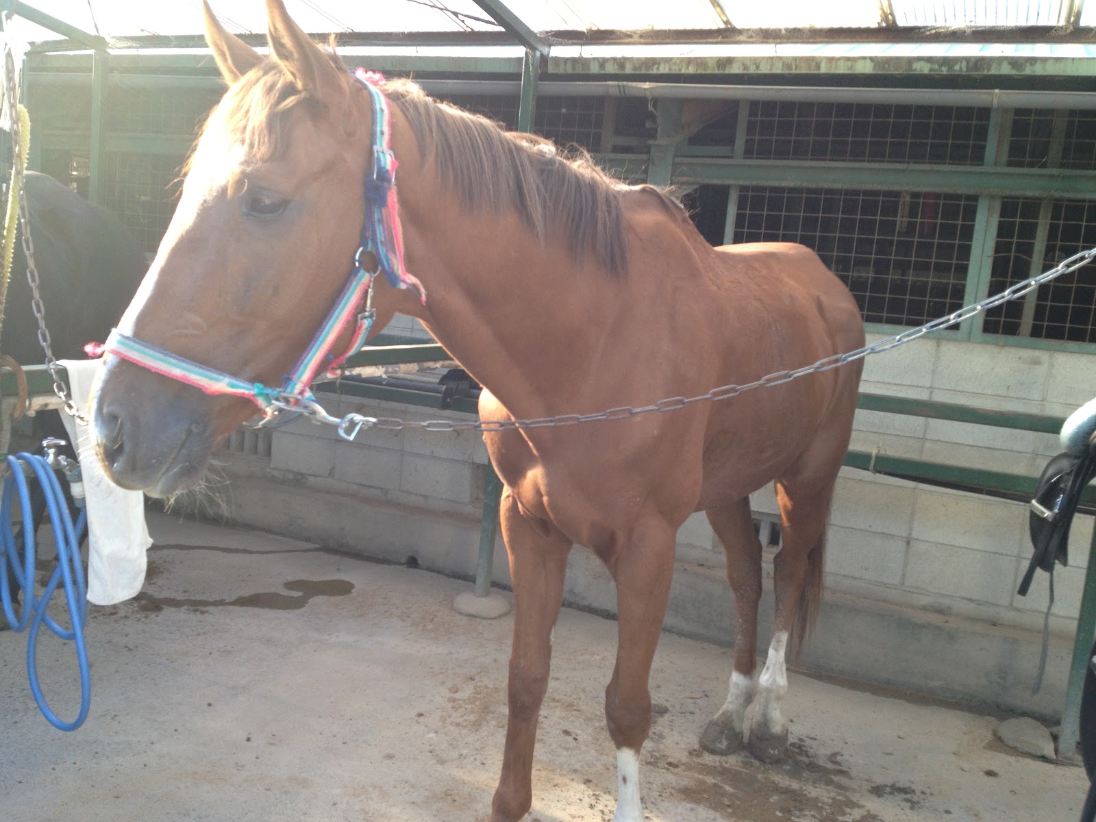 グリーンウィンズ 乗馬クラブ退会