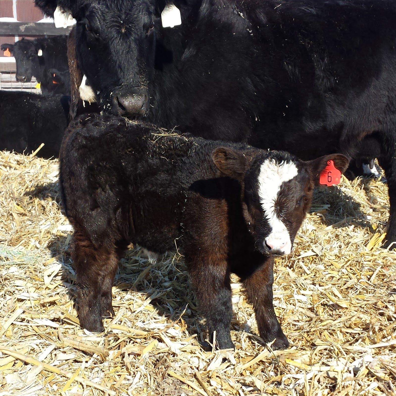 Rodgers Cattle Co. Maternal Perfection Calves