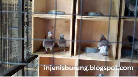 Cara Membuat Kandang Burung Merpati Cantik