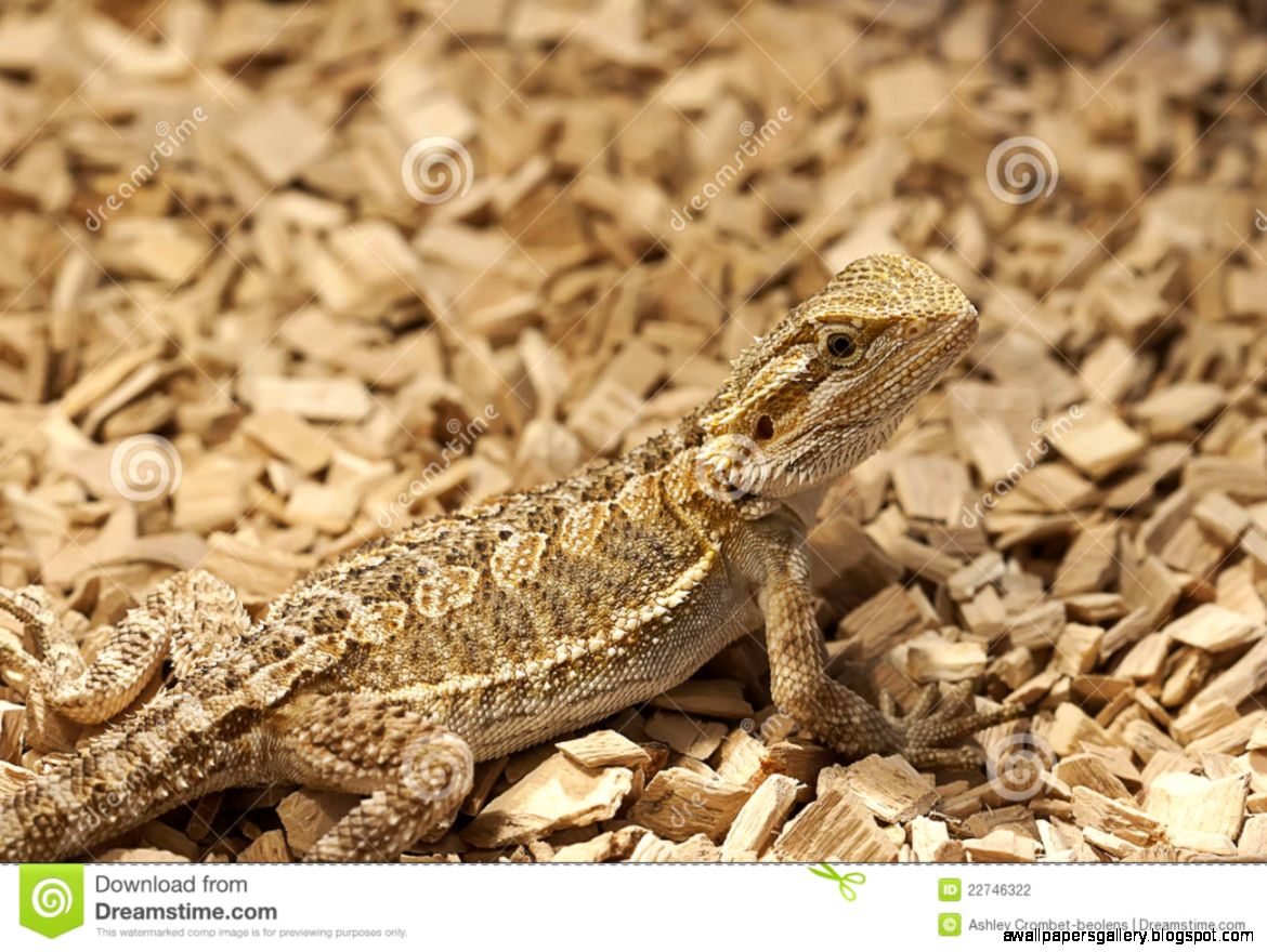 Juvenile Bearded Dragon Stock Photography Image 22746322 Juvenile Bearded Dragon Stock Photography Image 22746322
