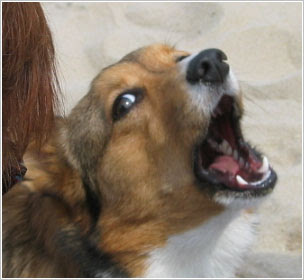 Dog Bark