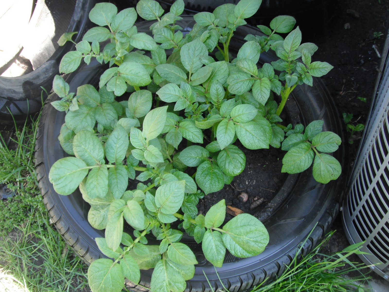 PARTY Gardening 101 Growing Potatoes in Tires Part II