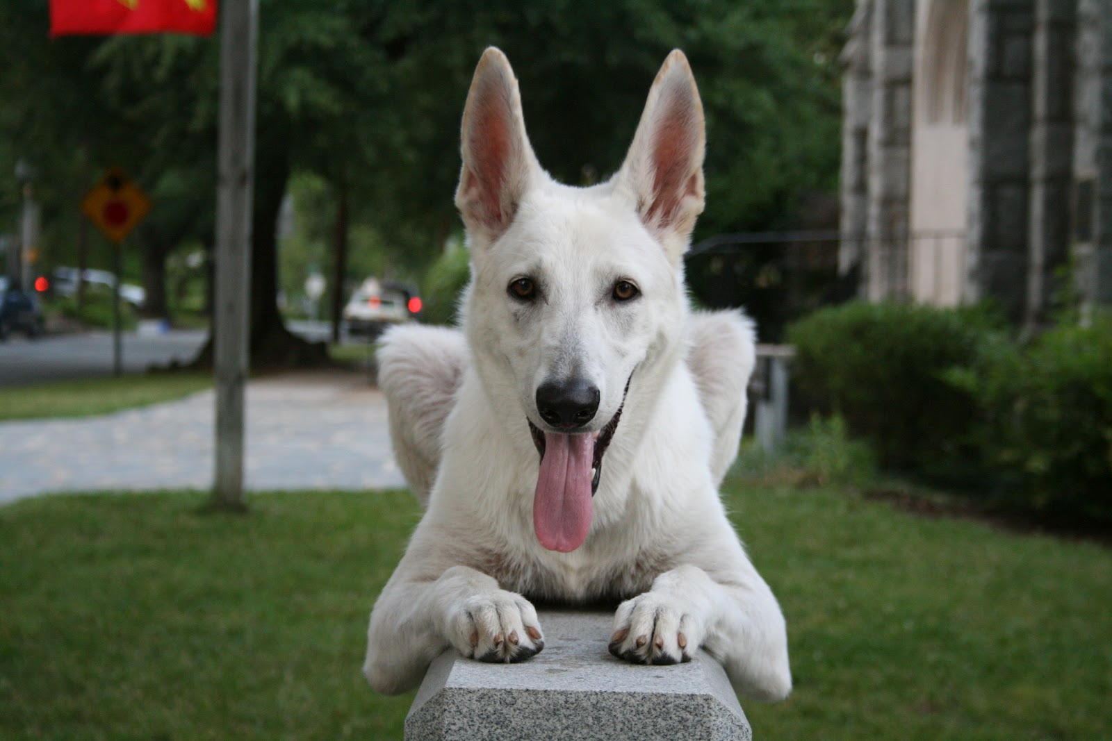 white german shepherd big german shepherds white german shepherd dogs white german shepherd big german shepherds white german shepherd dogs