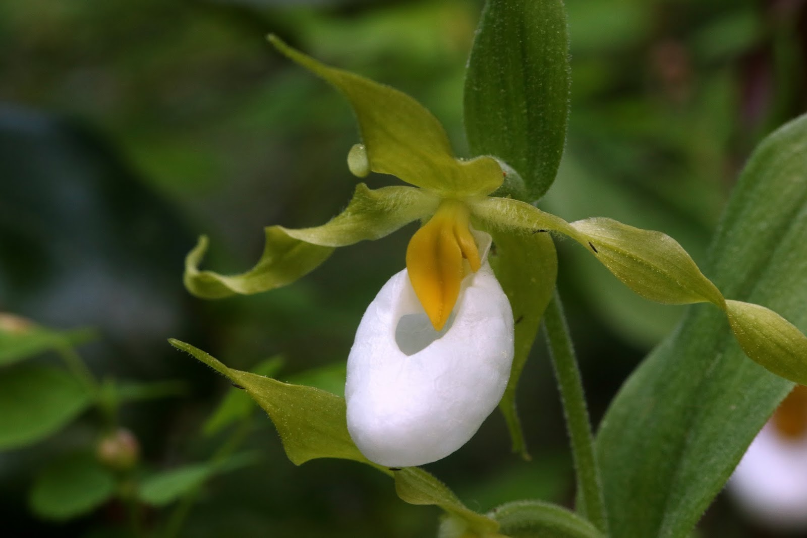 Native Orchids of the Pacific Northwest and the Canadian Rockies The