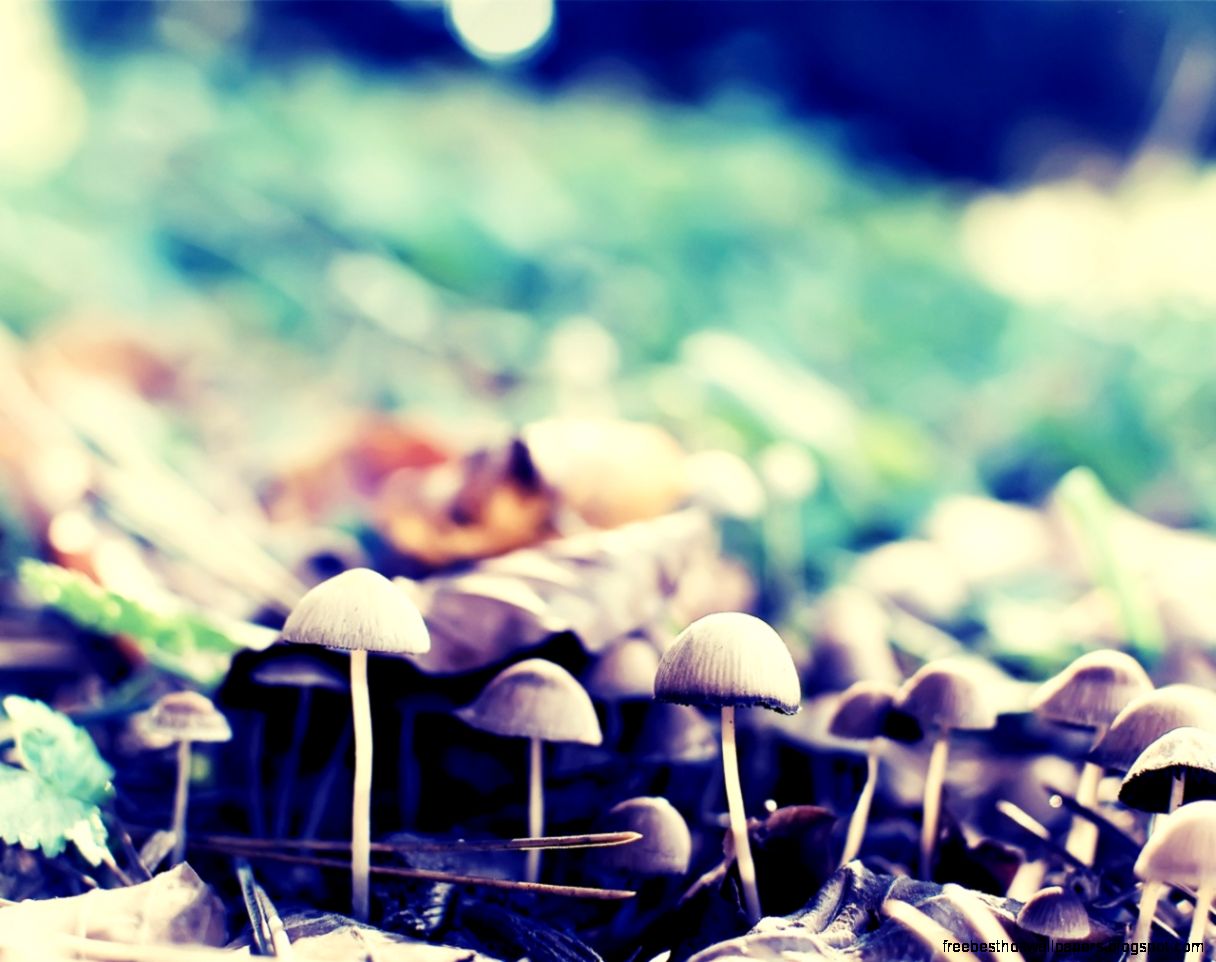 1280x1024 Forest Mushrooms desktop PC and Mac wallpaper 1280x1024 Forest Mushrooms desktop PC and Mac wallpaper