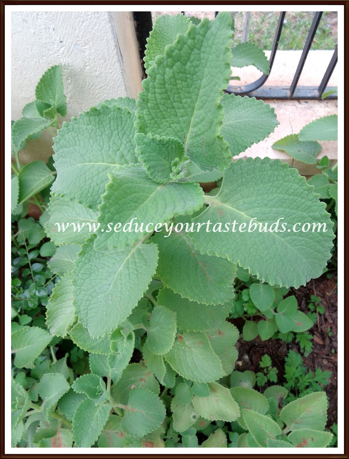 Care Of Peppermint How To Grow Peppermint Plants