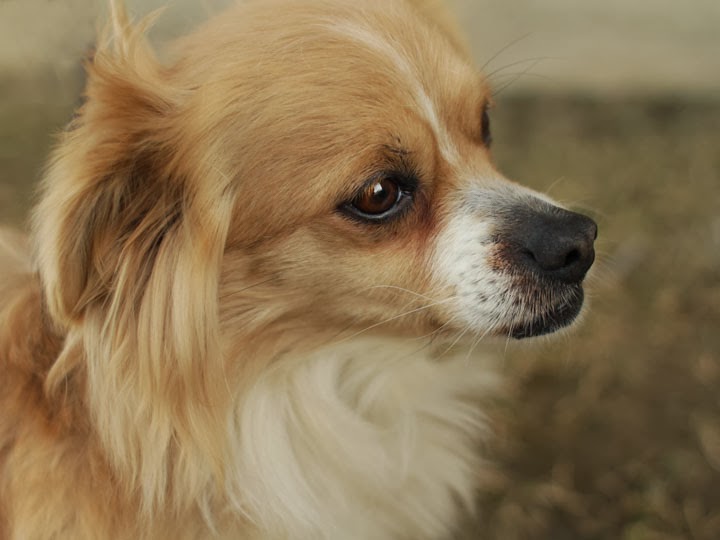 chihuahua long coat different breeds of dogs pictures dogs and puppies