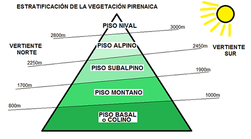 PISOS DE VEGETACIÓN EN LOS PIRINEOS