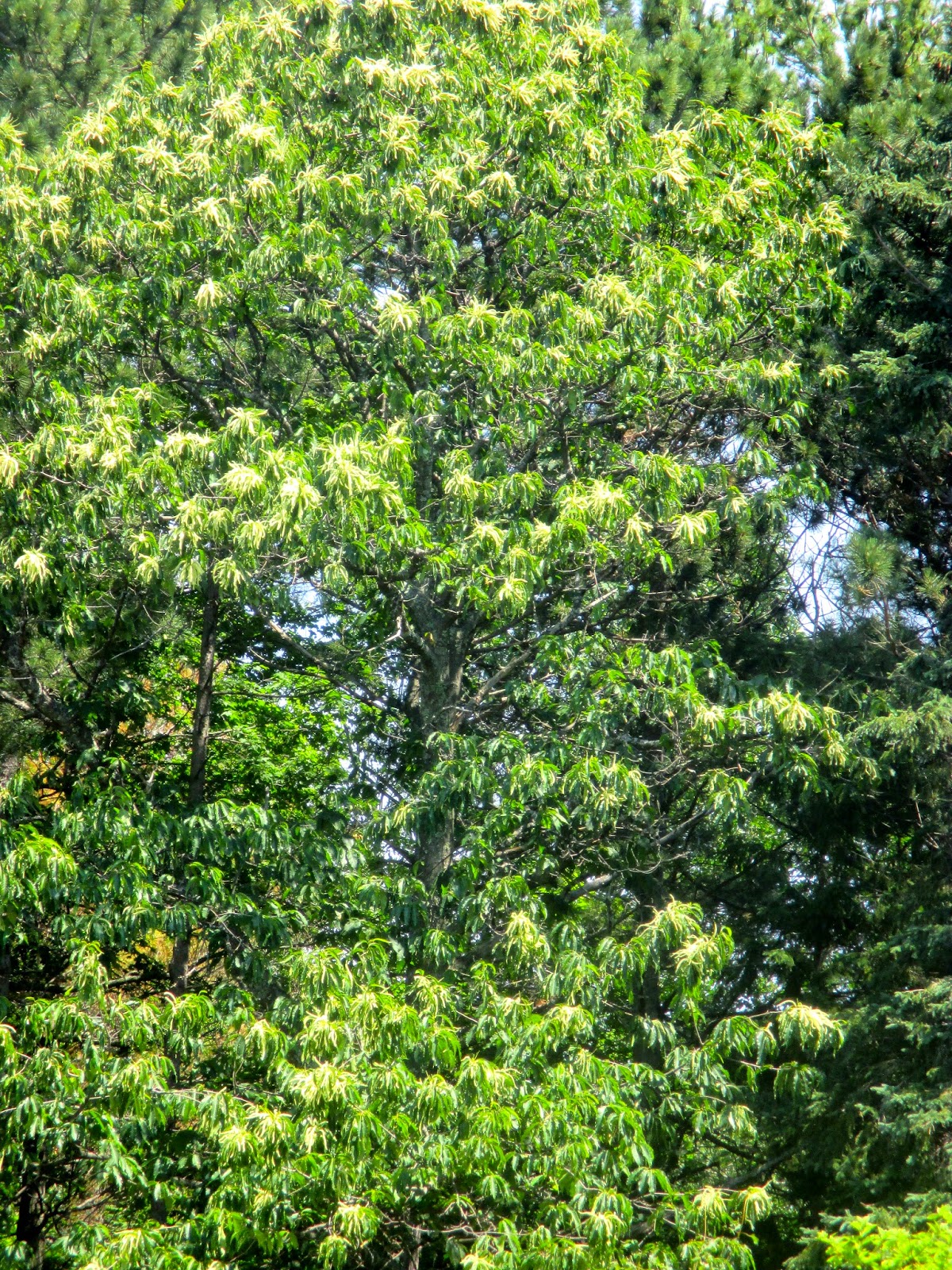 Art's Bayfield Almanac BAYFIELD'S RARE AND ENDANGERED AMERICAN