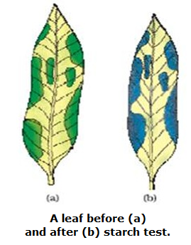 Biology Notes For Igcse 2014 39 Photosynthesis Investigations Principles And Starch Test
