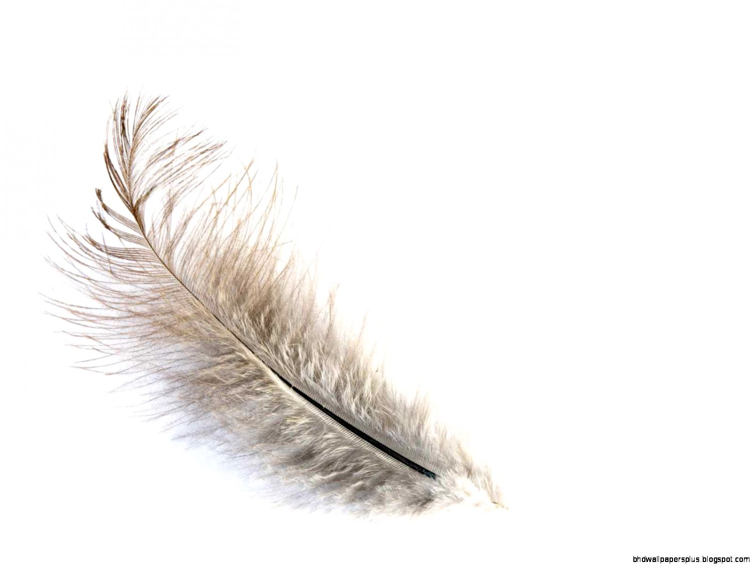 Soft Feather Drawing Soft Feather Drawing
