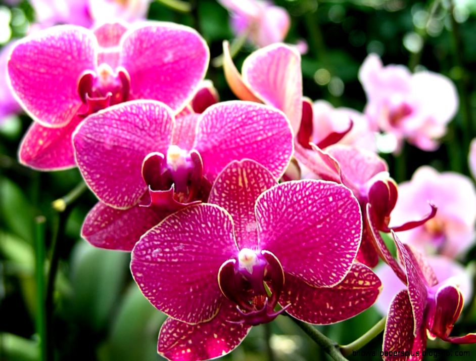 Roses Orchid Flowers Roses Orchid Flowers