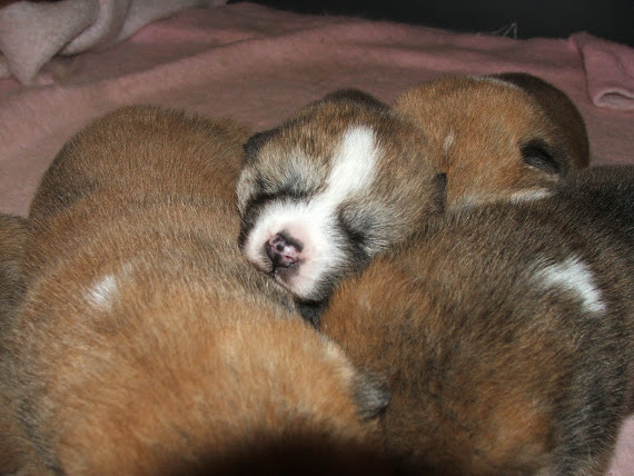 Bébés d'Emiko à 15 jours