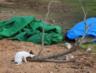 Louise chewing on a small stick she found Louise chewing on a small stick she found