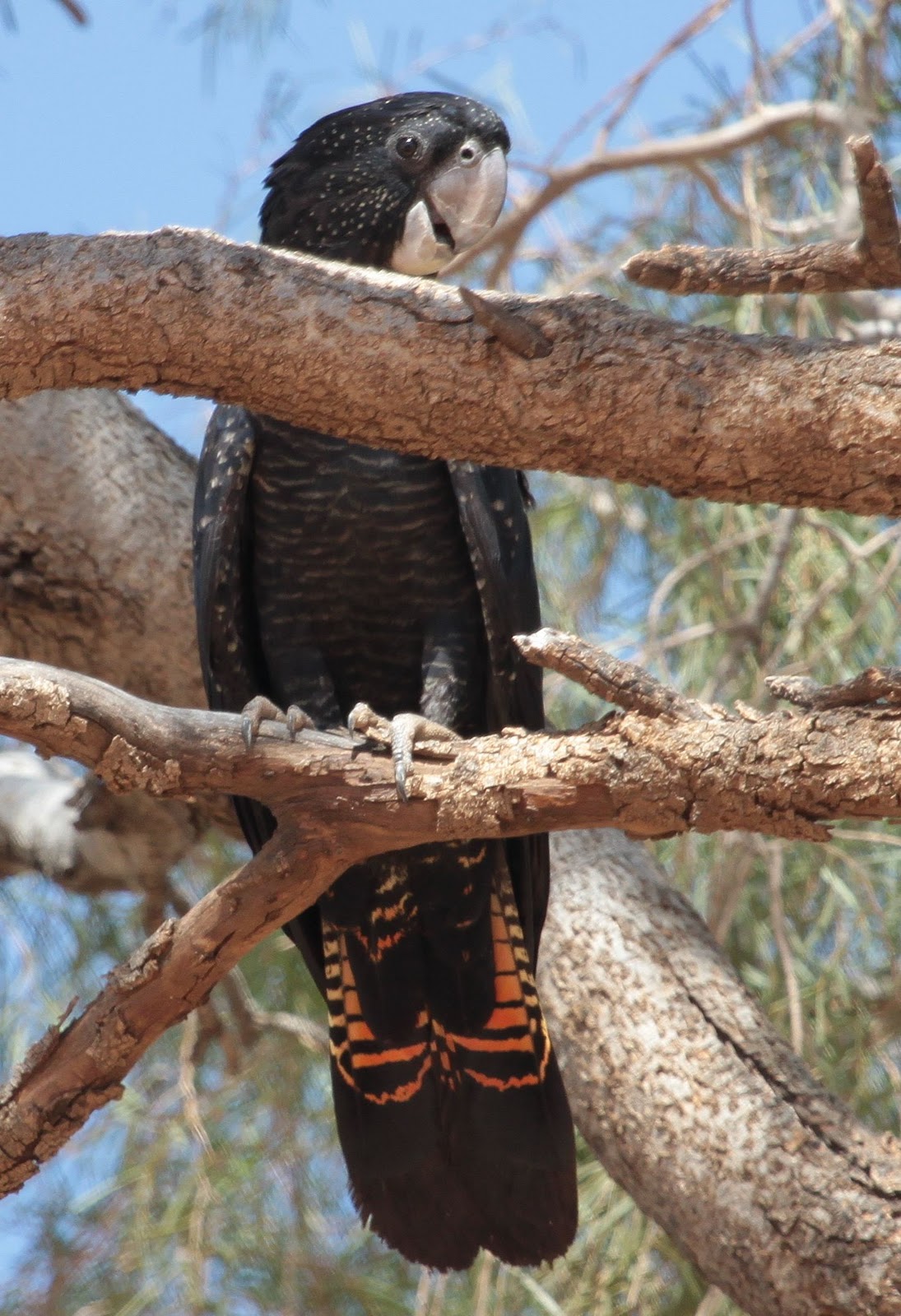 black cockatoo black cockatoo