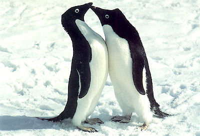 Adelie Penguins