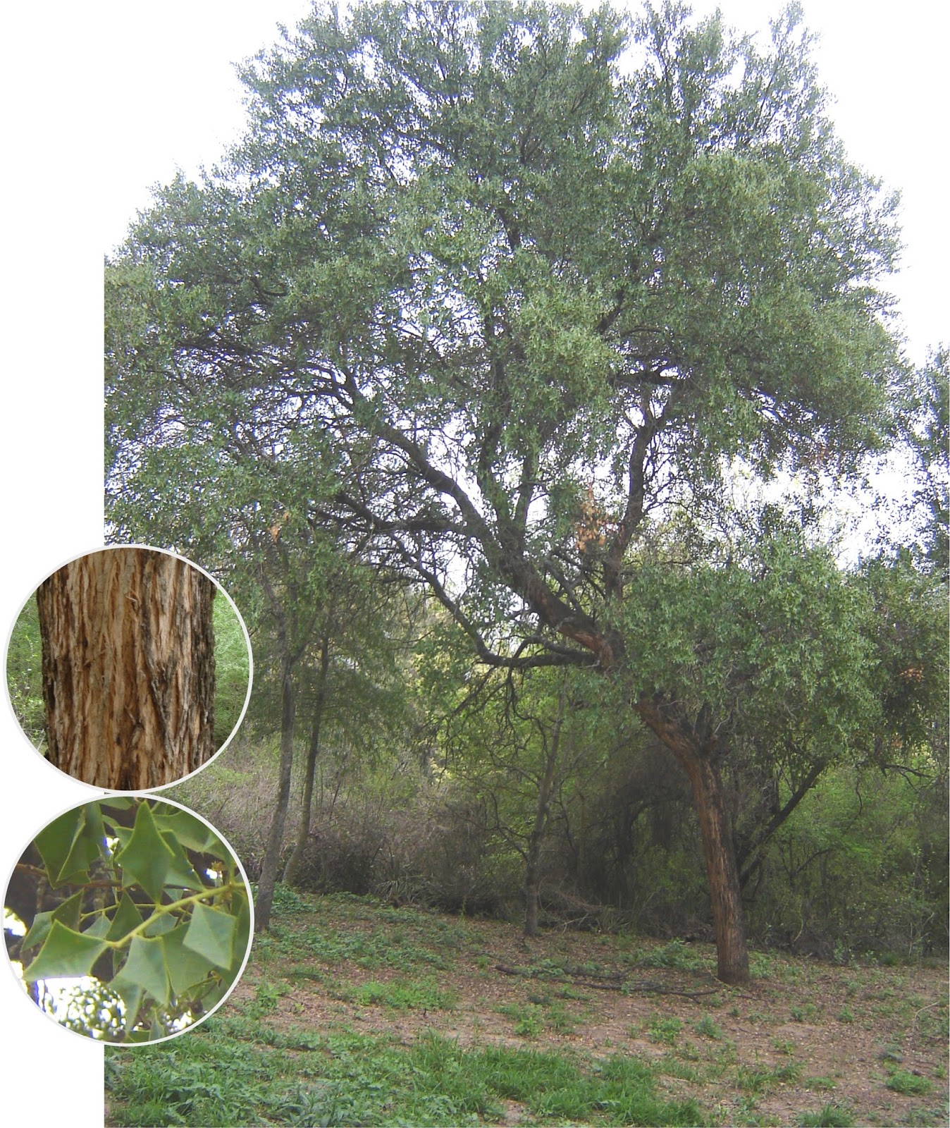 Arbol Decorativo Jardin Peque Ef Bf Bdo En Alto Arbol Decorativo Jardin Peque Ef Bf Bdo En Alto