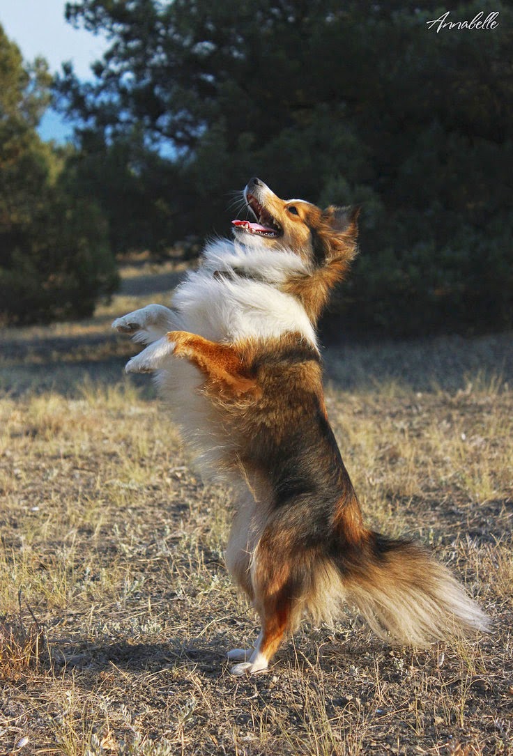 http://3.bp.blogspot.com/-llEraAlj9tM/VKgjwX6raaI/AAAAAAAAAEQ/qIVfzdM-DJE/s1600/hare_by_aannabelle-d5o76ij.jpg
