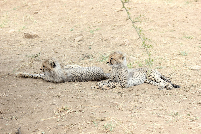 2 de agosto de 2012. Primer día en el Serengeti - 15 días de Safari y playa (10)