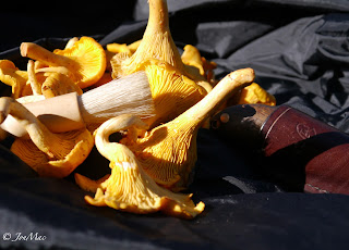 Chanterelle