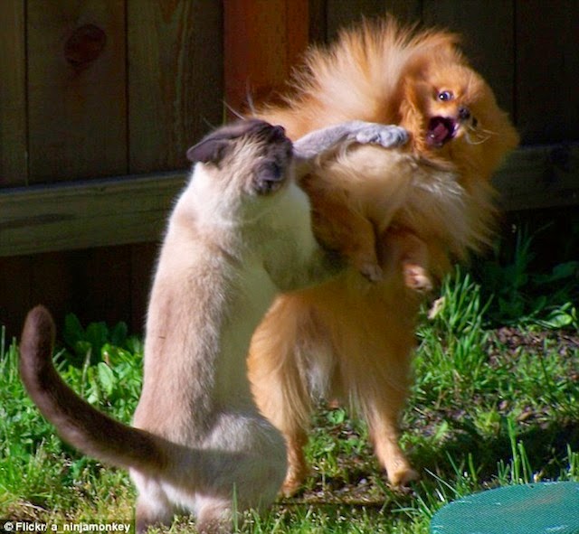 10-Perfectly-timed-animal-shots | The boxer Perfectly-timed-animal-shots